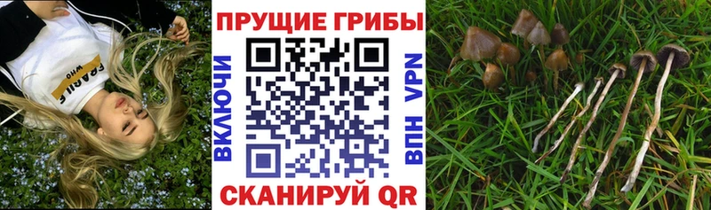 Купить  Кирово-Чепецк  Псилоцибиновые грибы MAGIC MUSHROOMS 